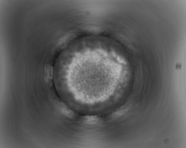 X0000101440528200808041218
