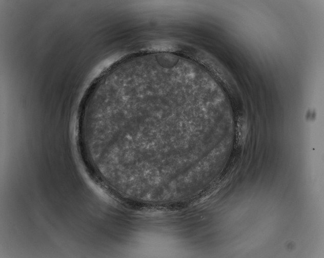 X0000101440726200808041214