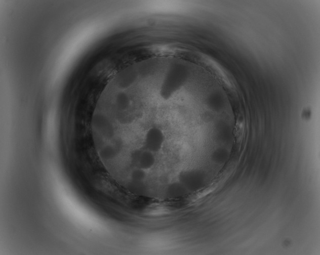 X0000101450381200807071411