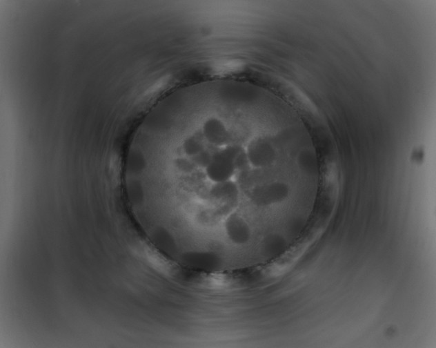 X0000101450565200807071408