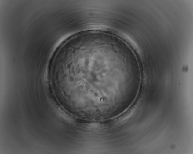 X0000101450883200807071403