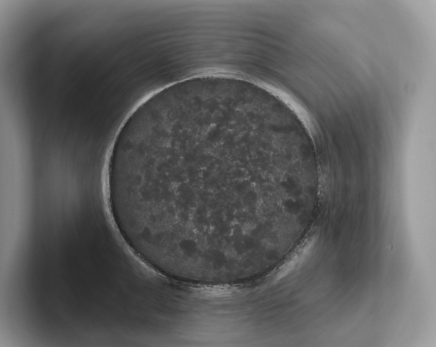 X0000101450999200807211309