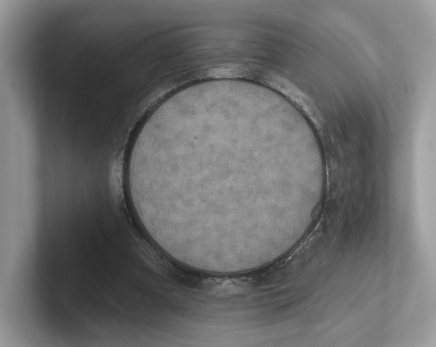 X0000101450297200807280945