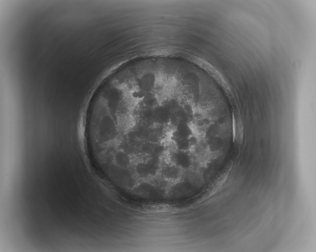 X0000101450483200807280942