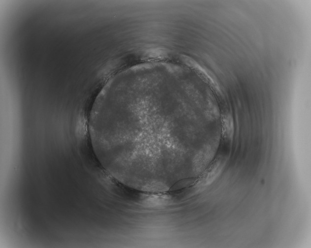 X0000101450621200807280940