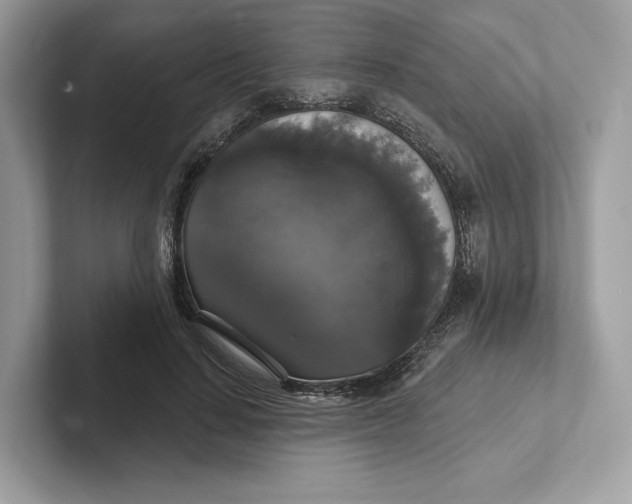 X0000101450644200807280940