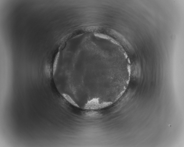 X0000101450669200807280940