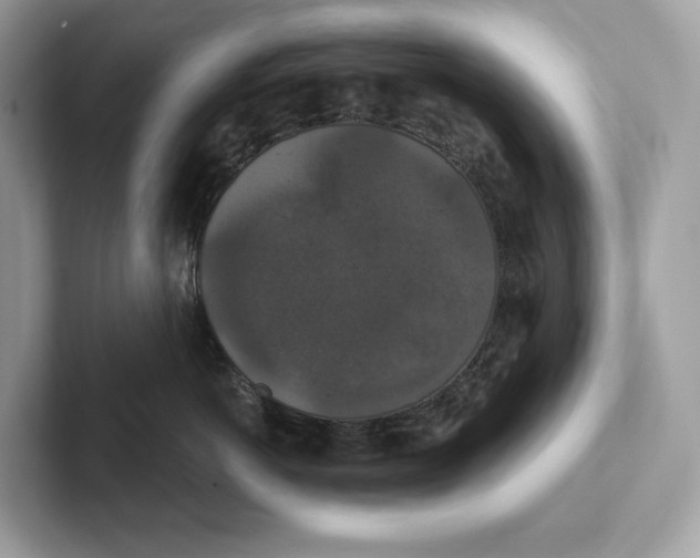 X0000101450766200807280939