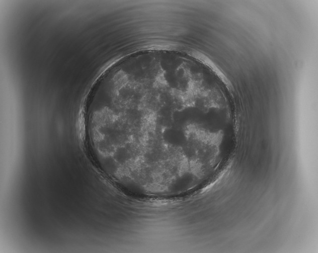 X0000101450829200807280937