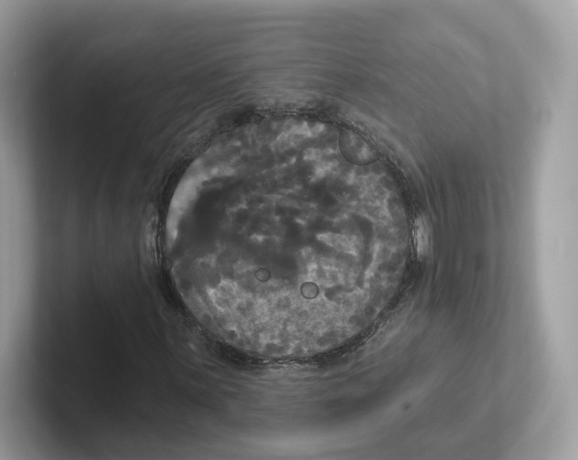 X0000101451059200807280935