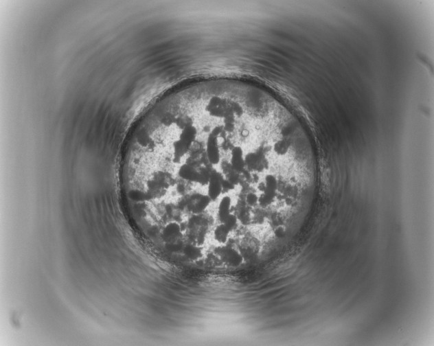 X0000101450487200808041022