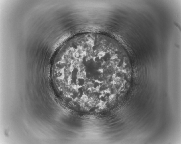 X0000101450679200808041019