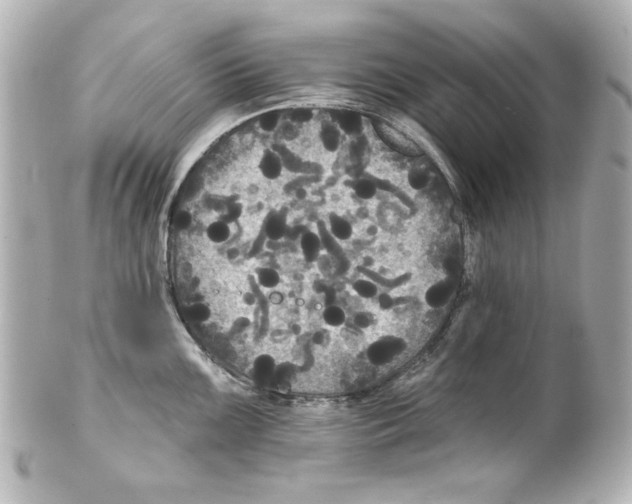 X0000101451099200808041013