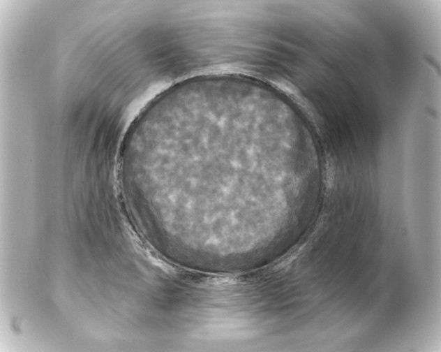 X0000101451278200808041010