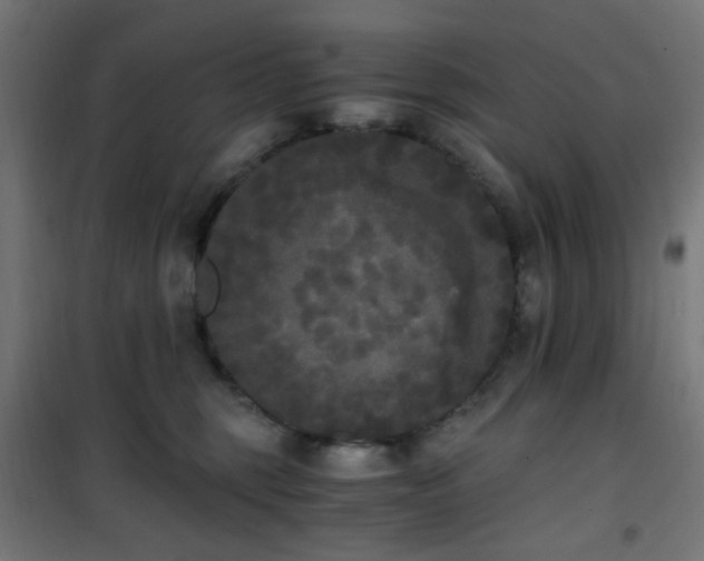 X0000101460375200807071436