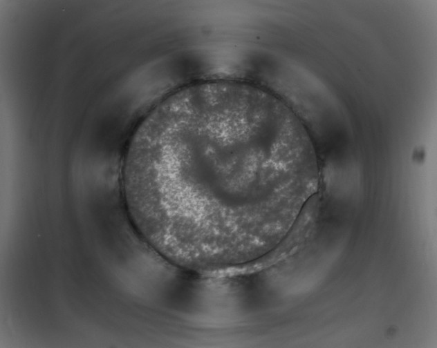 X0000101460423200807071435