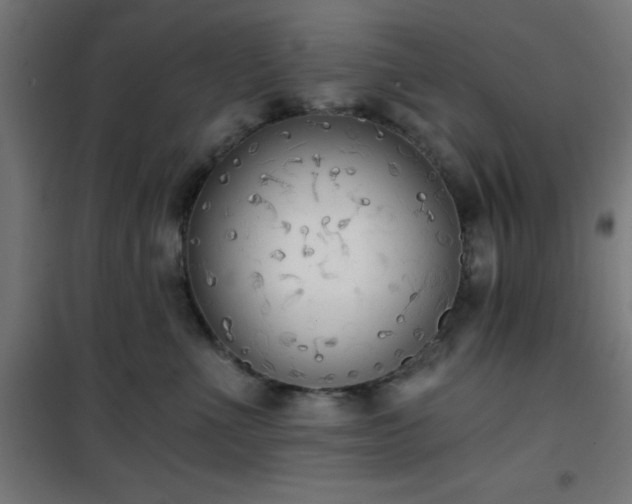 X0000101460523200807071433