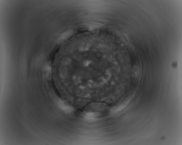 X0000101460527200807071433