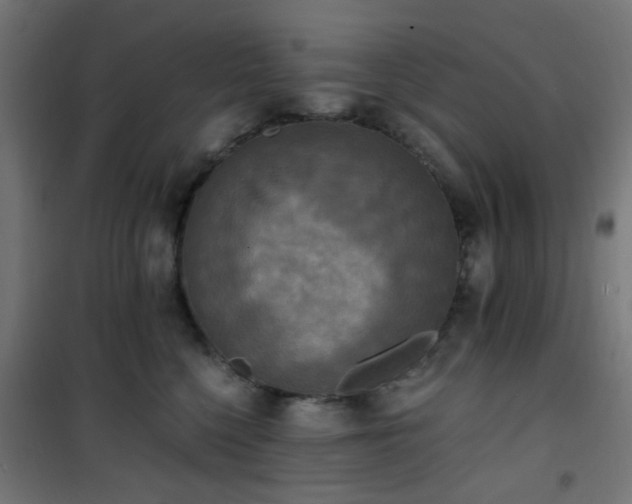 X0000101460568200807071433