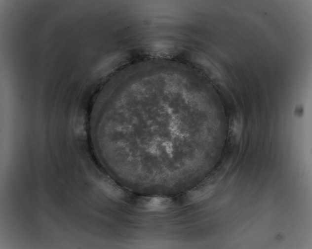 X0000101460663200807071432