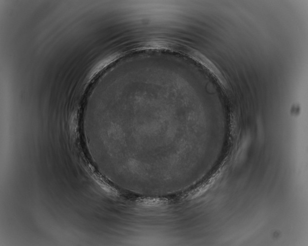 X0000101460826200807071428