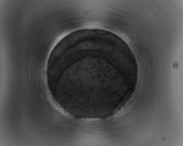 X0000101460864200807071429