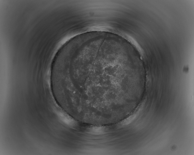 X0000101461035200807071425