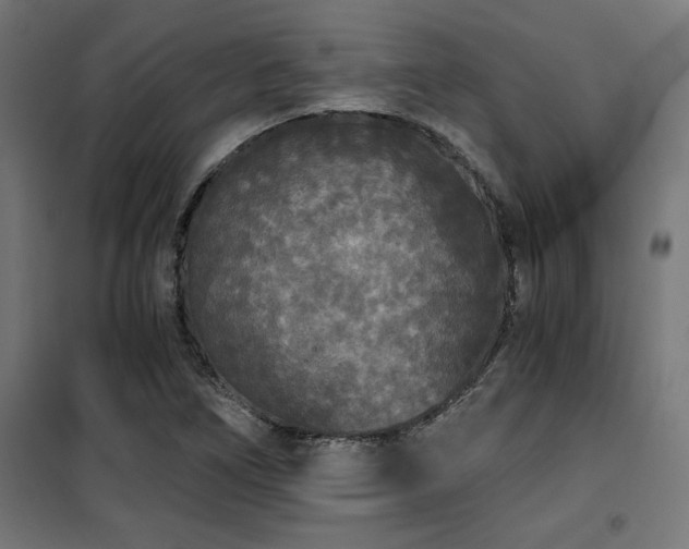 X0000101461266200807071422
