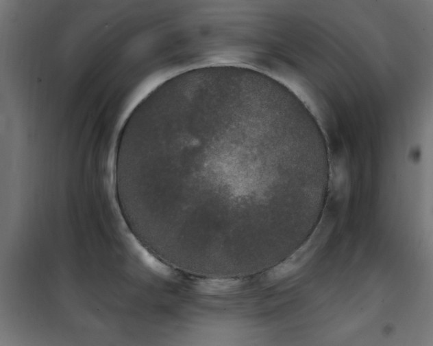 X0000101461294200807071421