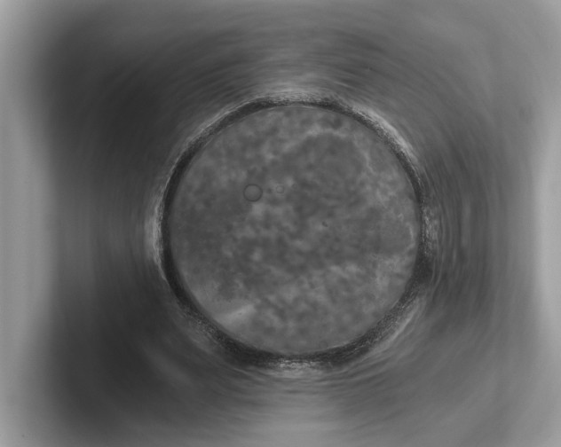 X0000101460487200807211336