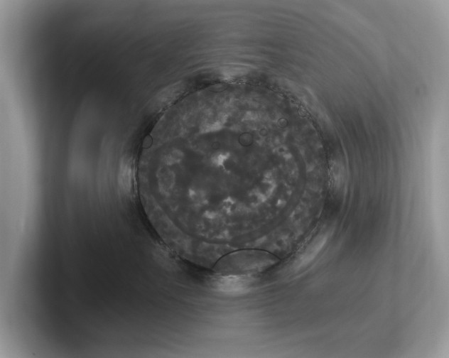 X0000101460527200807211336