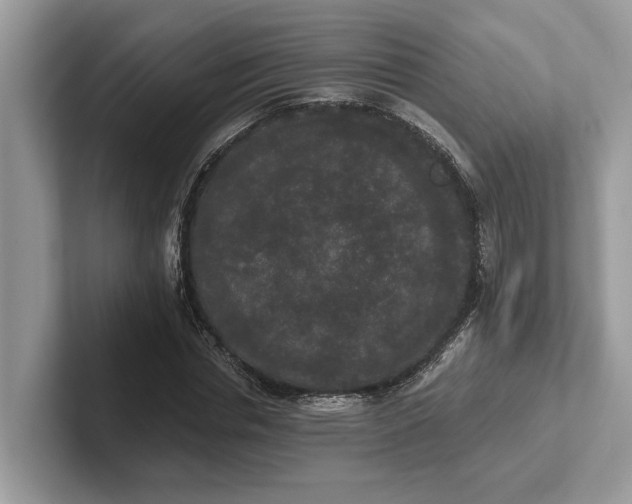 X0000101460826200807211331