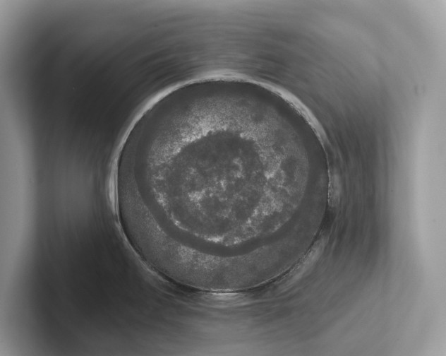 X0000101461295200807211325