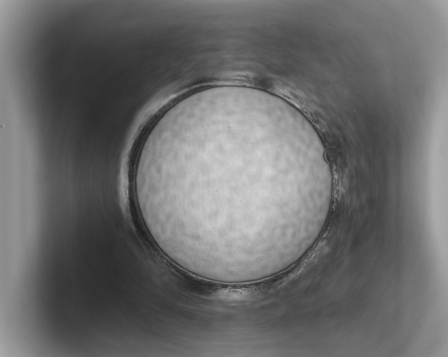 X0000101460294200807281005