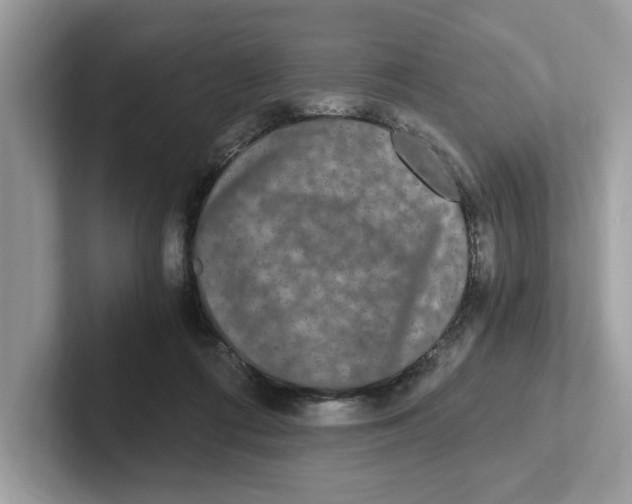 X0000101460312200807281005