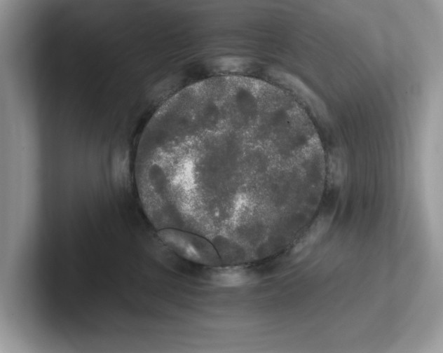 X0000101460377200807281004