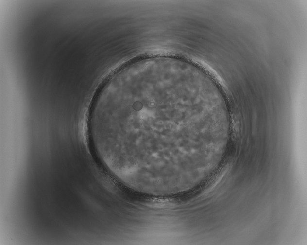 X0000101460487200807281002