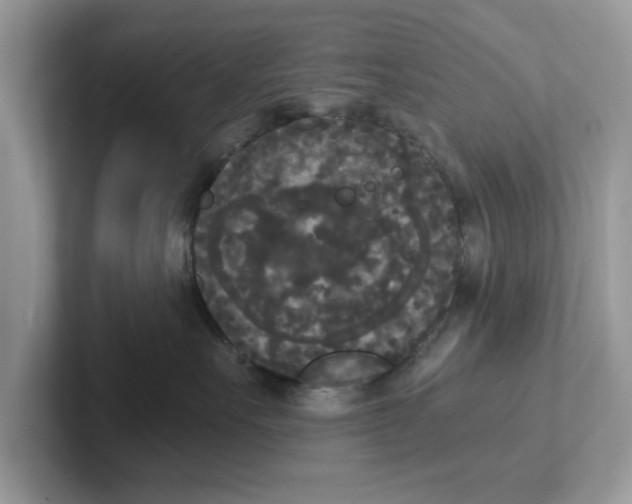 X0000101460527200807281002