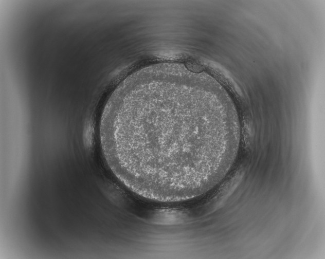 X0000101460596200807281001