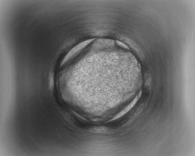 X0000101460685200807281000