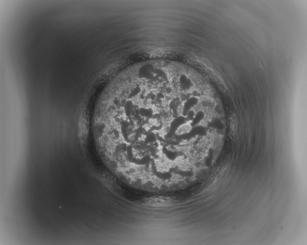 X0000101460691200807280959