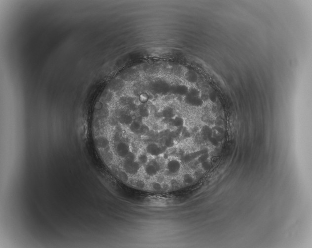 X0000101460703200807280959