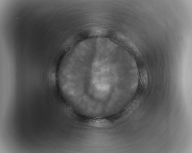 X0000101460716200807280959