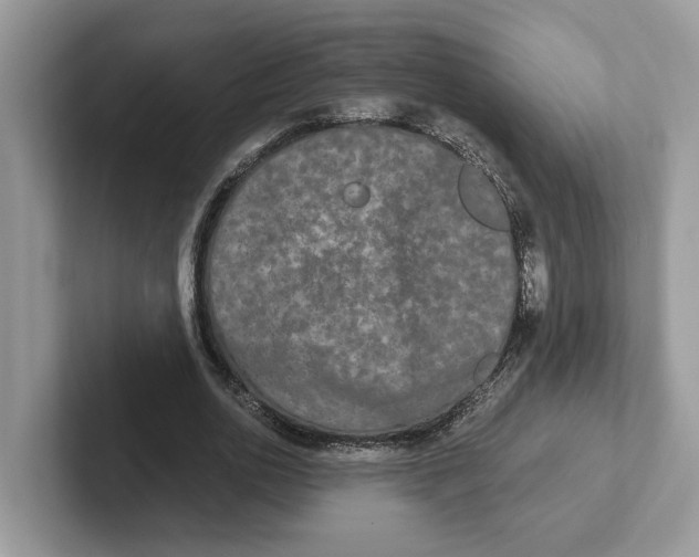 X0000101460726200807280959