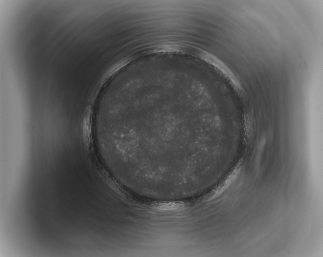 X0000101460826200807280957