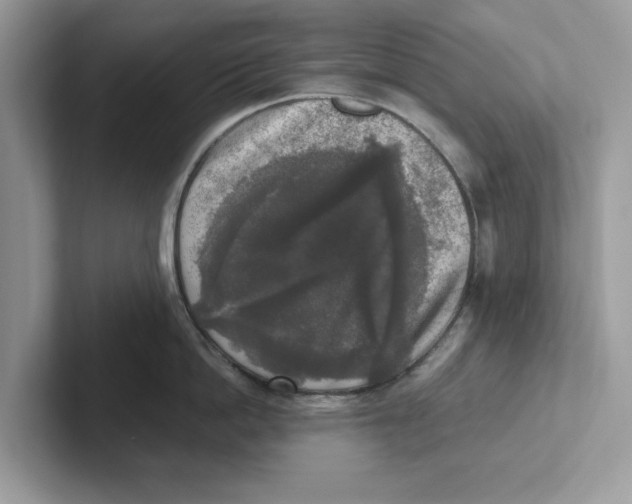 X0000101460862200807280958