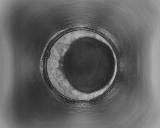 X0000101461024200807280955