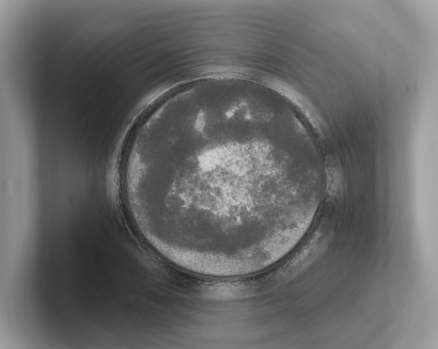 X0000101461074200807280955