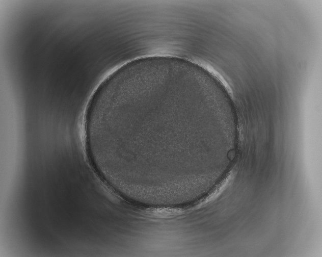 X0000101461077200807280954