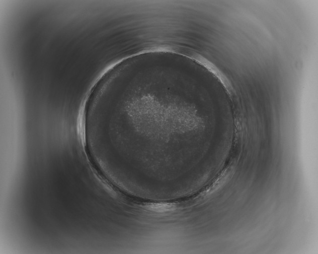 X0000101461127200807280954